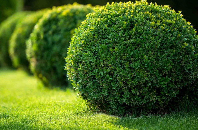 Paysagiste en grande pompe